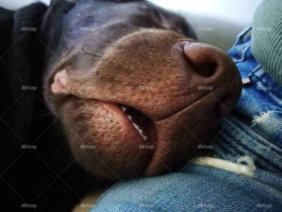 Schlafender brauner Labrador Retriever