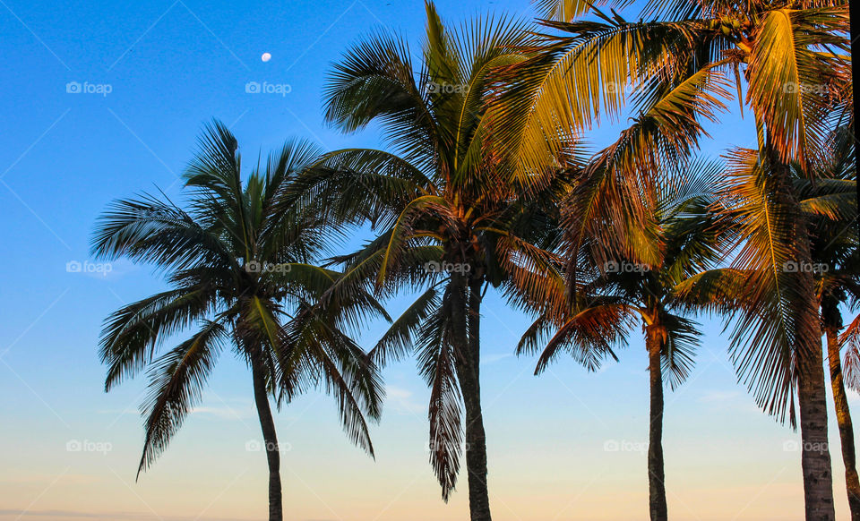 Rio de Janeiro Palm Trees