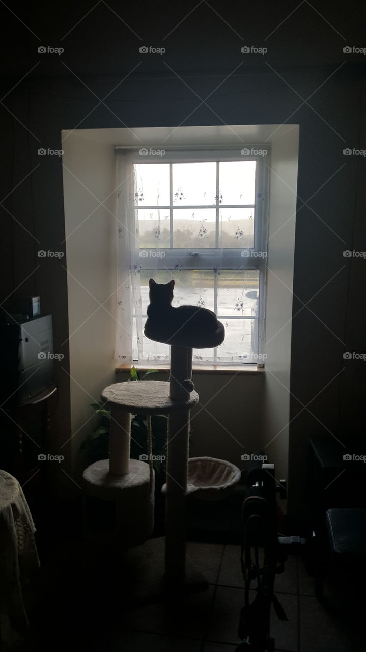 kitty at the window