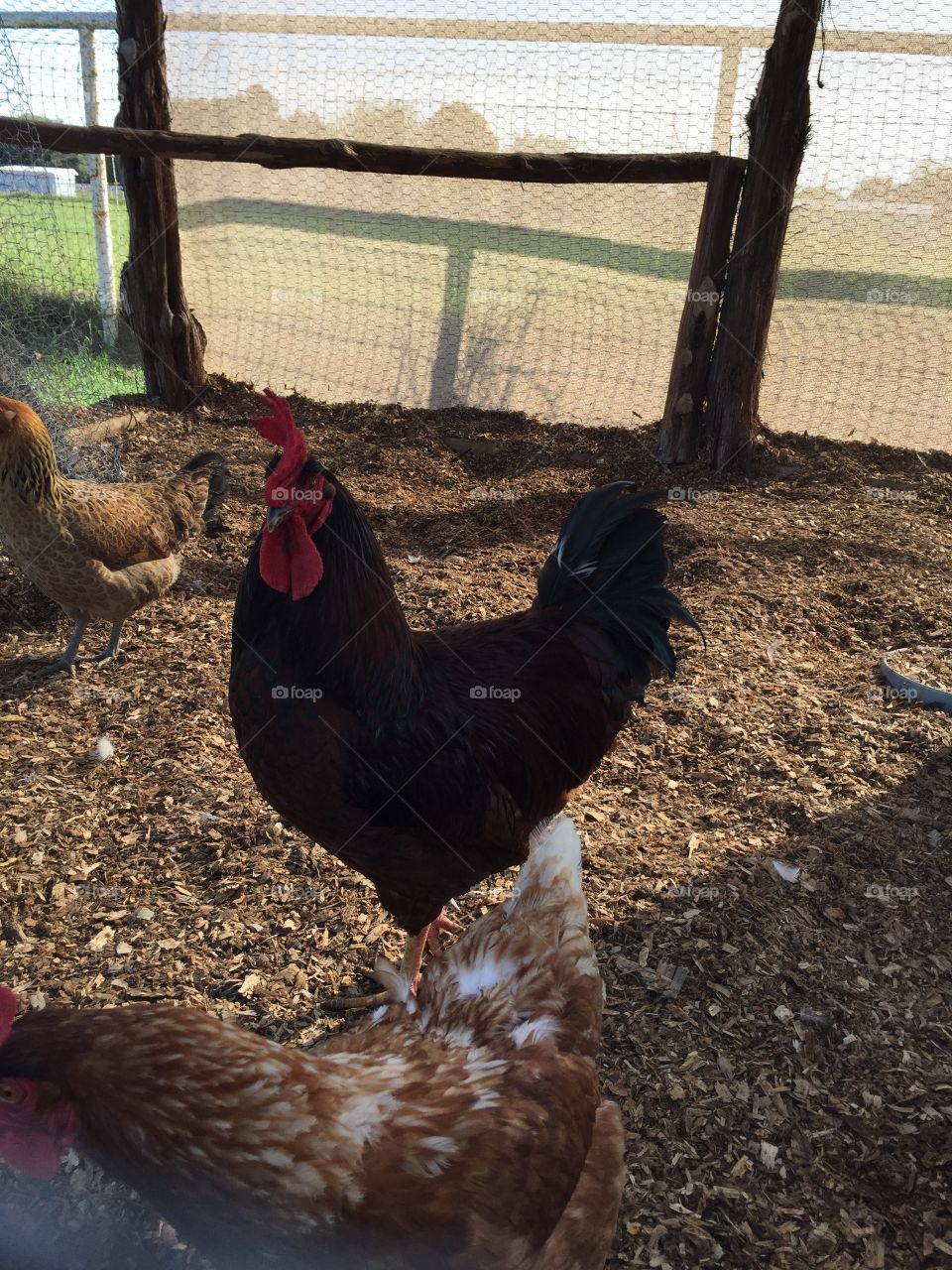Rooster posing  
