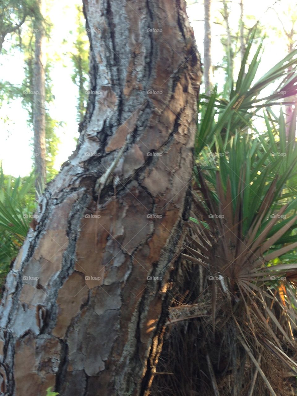 Trees interesting trunks