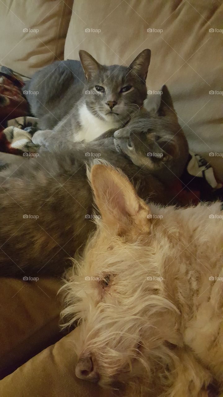 dogs and cats are best friends!