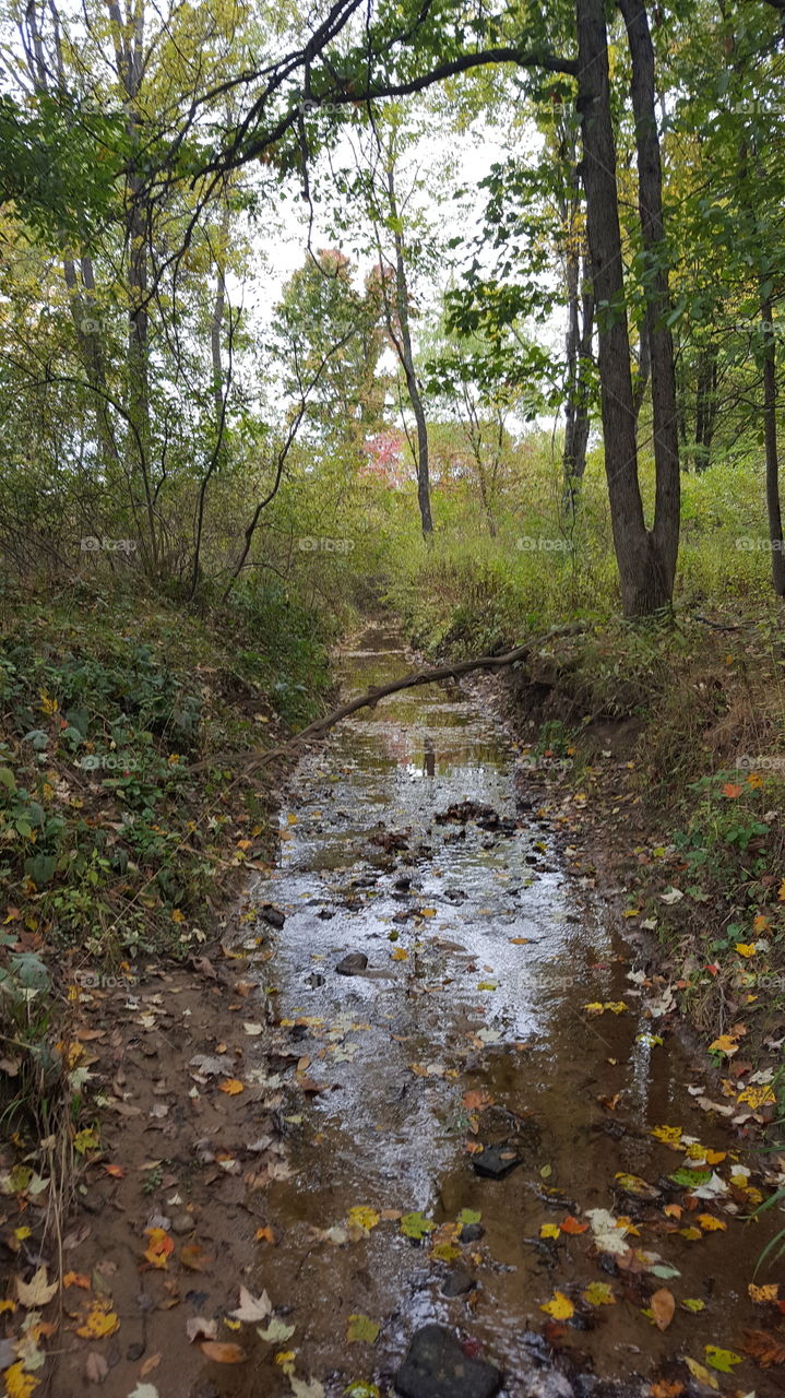 No Person, Wood, Landscape, Nature, Leaf