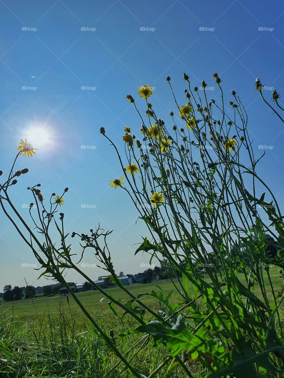 Flowers on a blue Sky sunny day