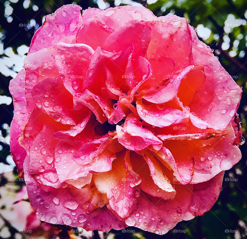 🌼#Flores do nosso #jardim, para alegrar e embelezar nosso dia!
#Jardinagem é nosso #hobby.
🌸 🌹 
#flor #flowers #flower #pétalas #garden #natureza #nature #flora #photography #fotografia