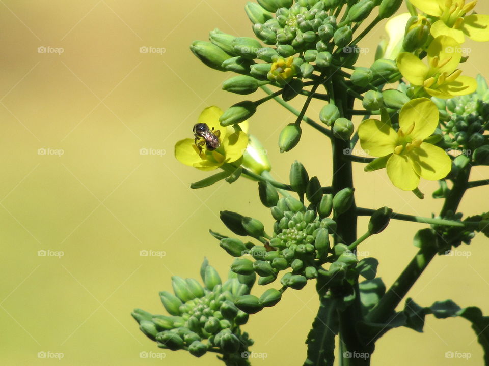 Bee pollinating flowering greens