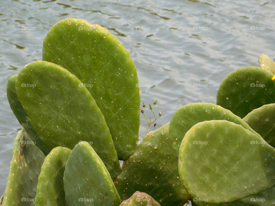 thorny plants