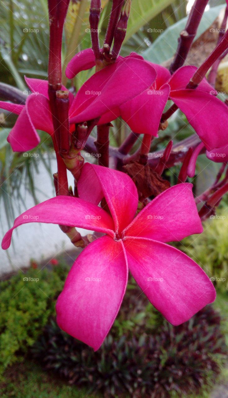 Pink Flowering Tree