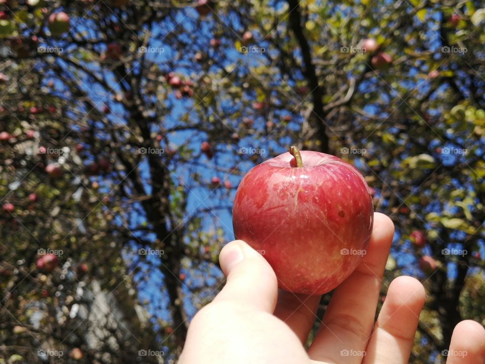 Symbols of autumn