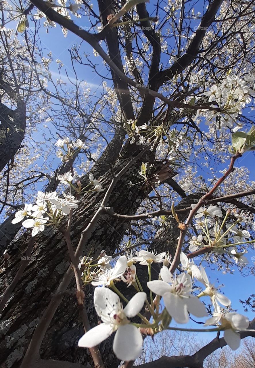 Springtime Blossoms