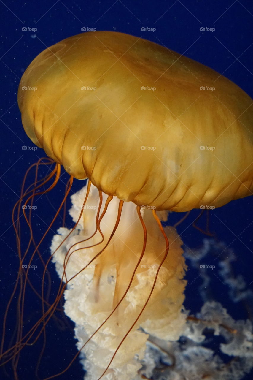 Jellyfish