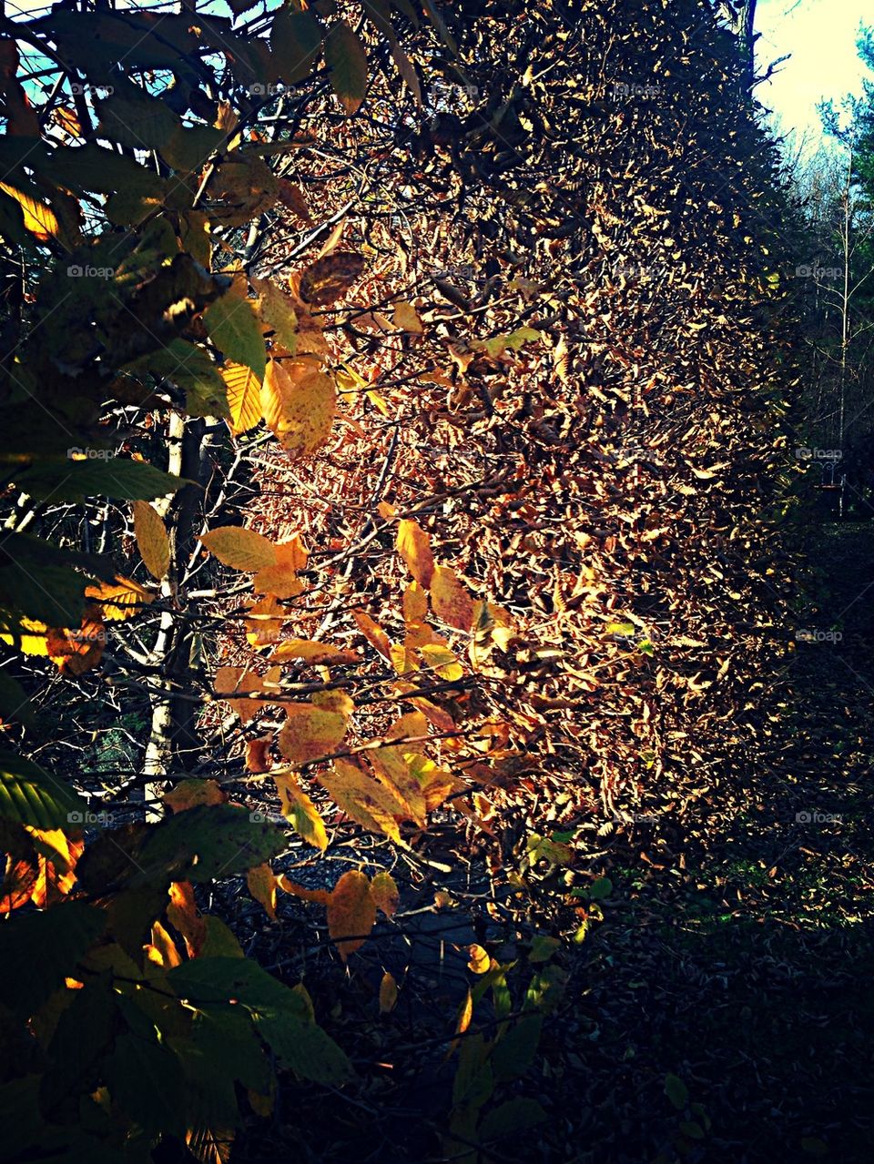 Hornbeam Hedge