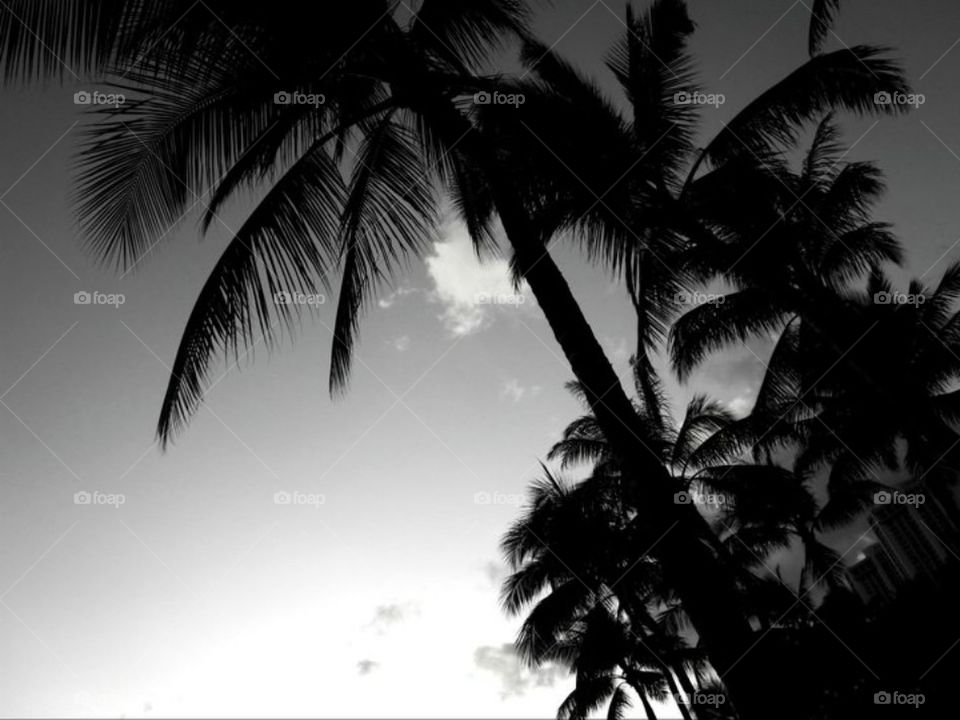 Black palms 