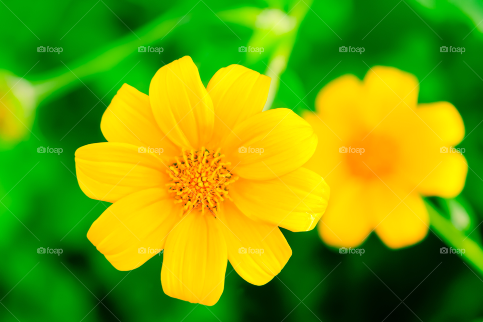 spring yellow plants nature by javiercorrea15