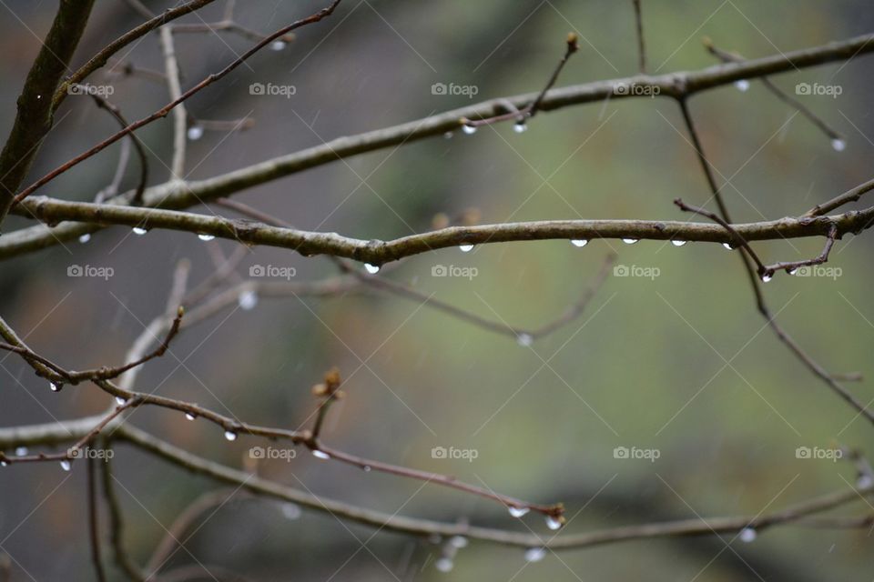 rain on oak tree