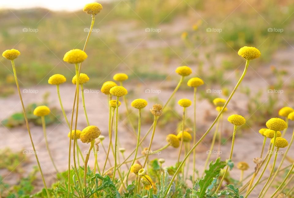 Growing sun flowers in Saudi Arabian region 