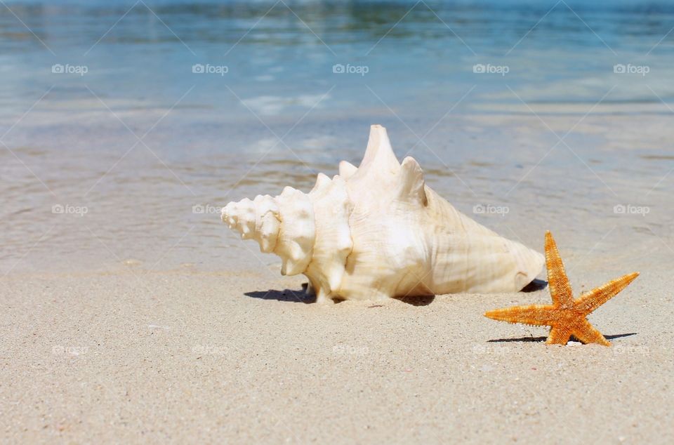 Conch shell and starfish on beach ocean