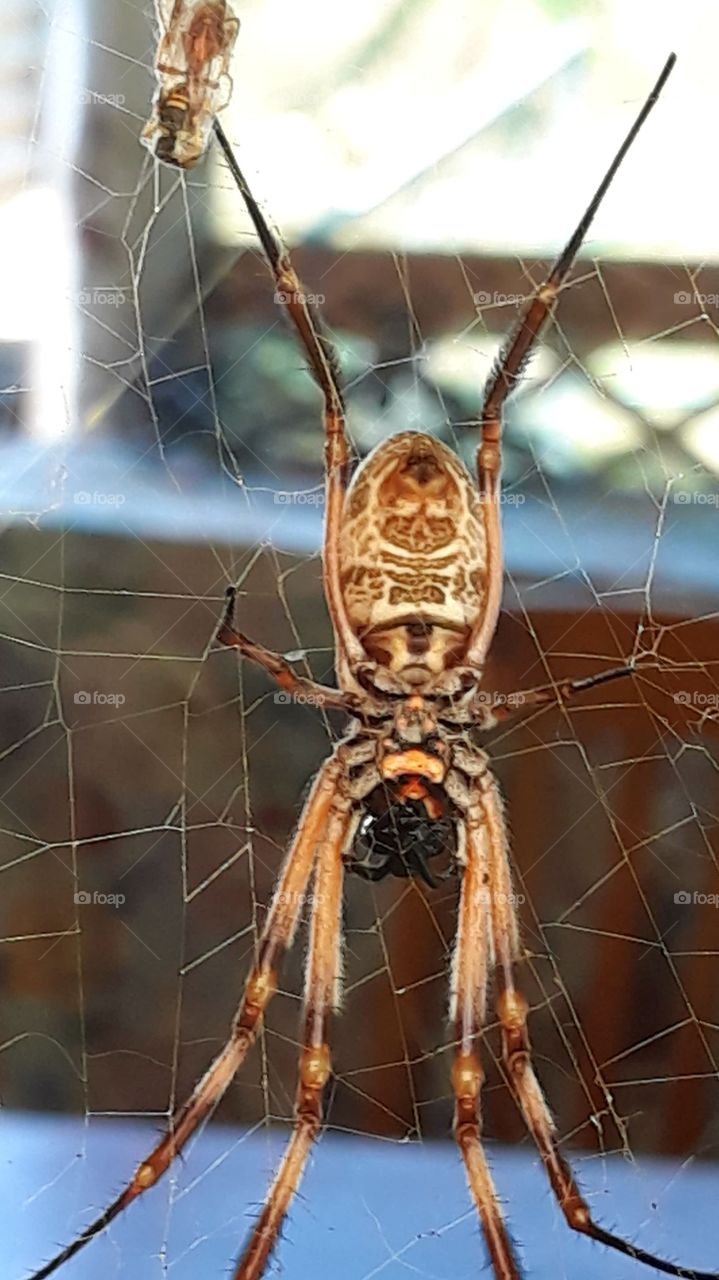 A spider's Webb  built with perfection