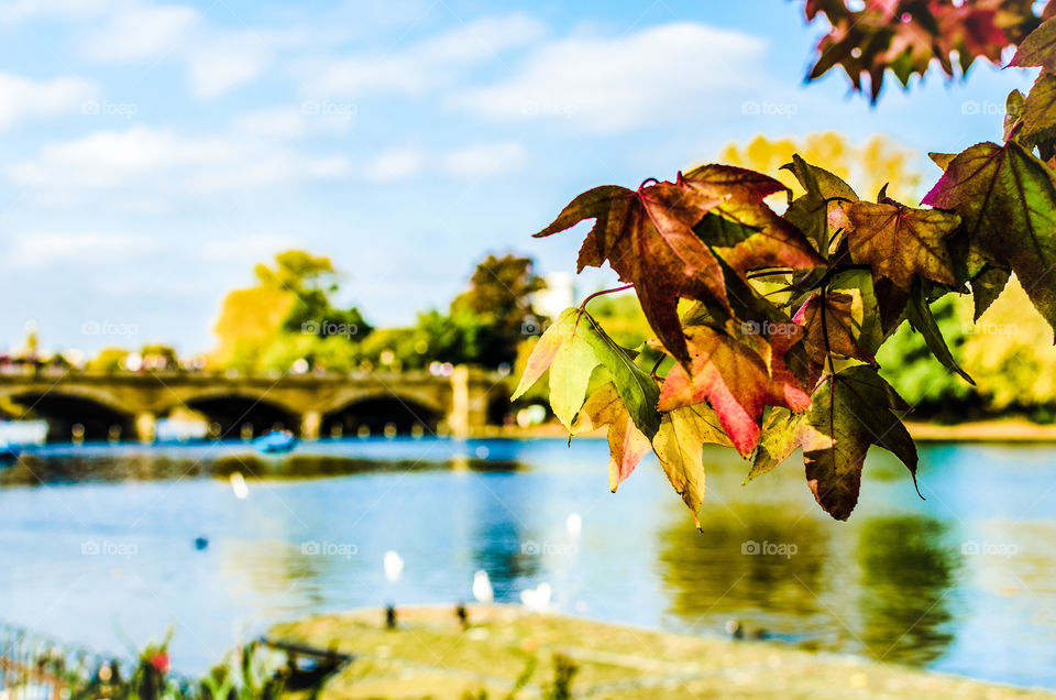 Leaves of autumn at Hyde Park, London
