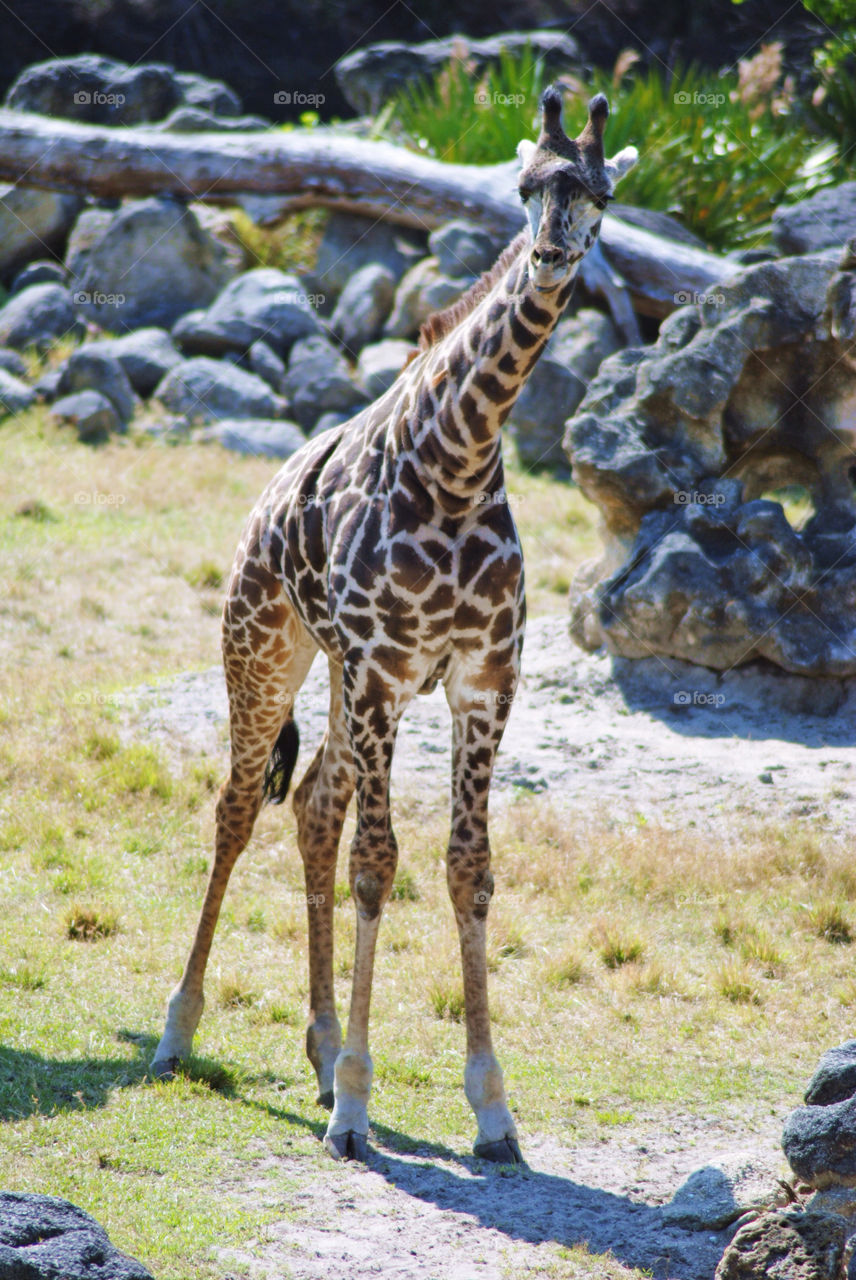 Baby giraffe