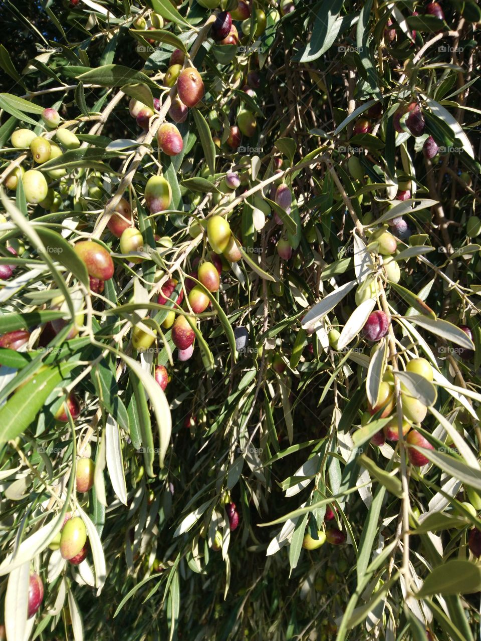 Olive tree, nature,season,color