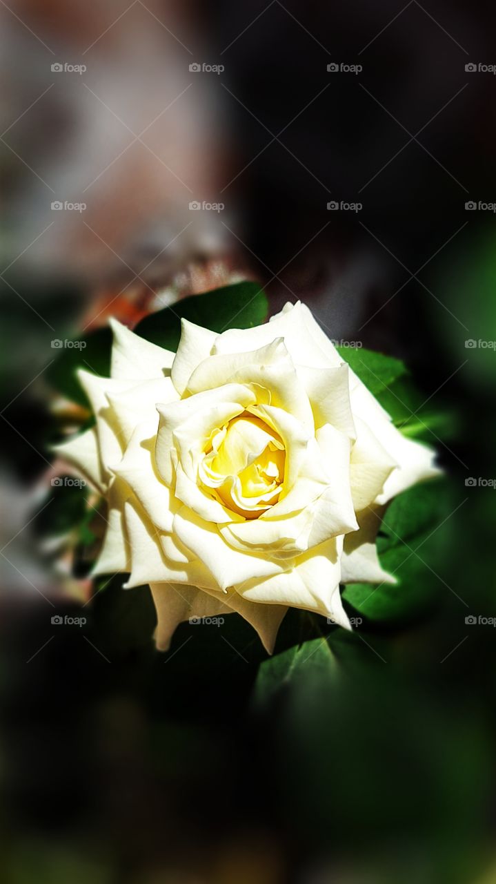 white flower