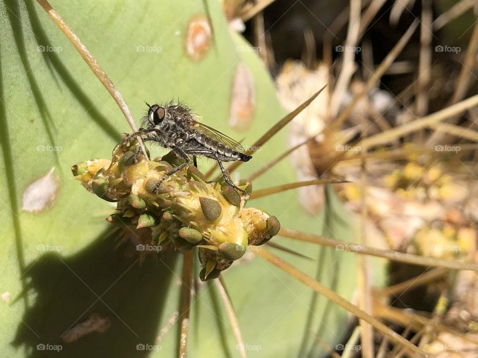 A fly on cactus 