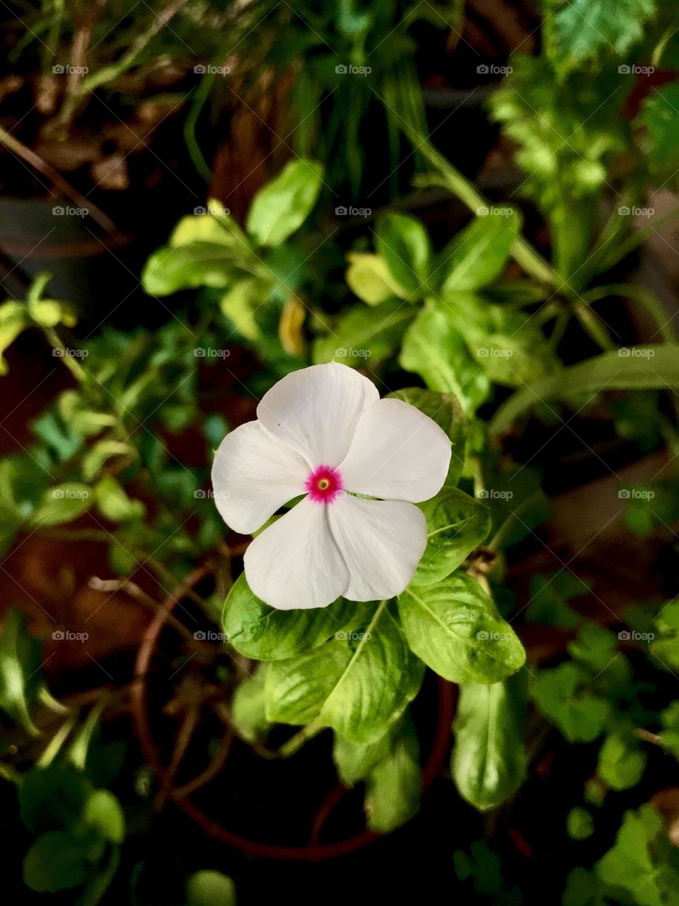 White flower peace symbol 