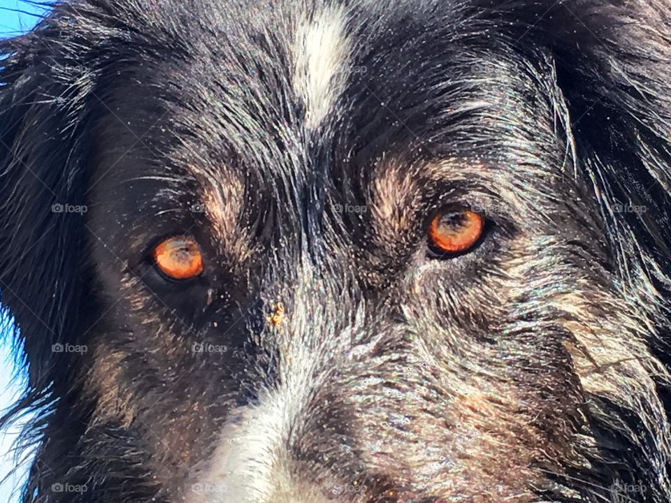 Border collie sheepdog brown eyes closeup