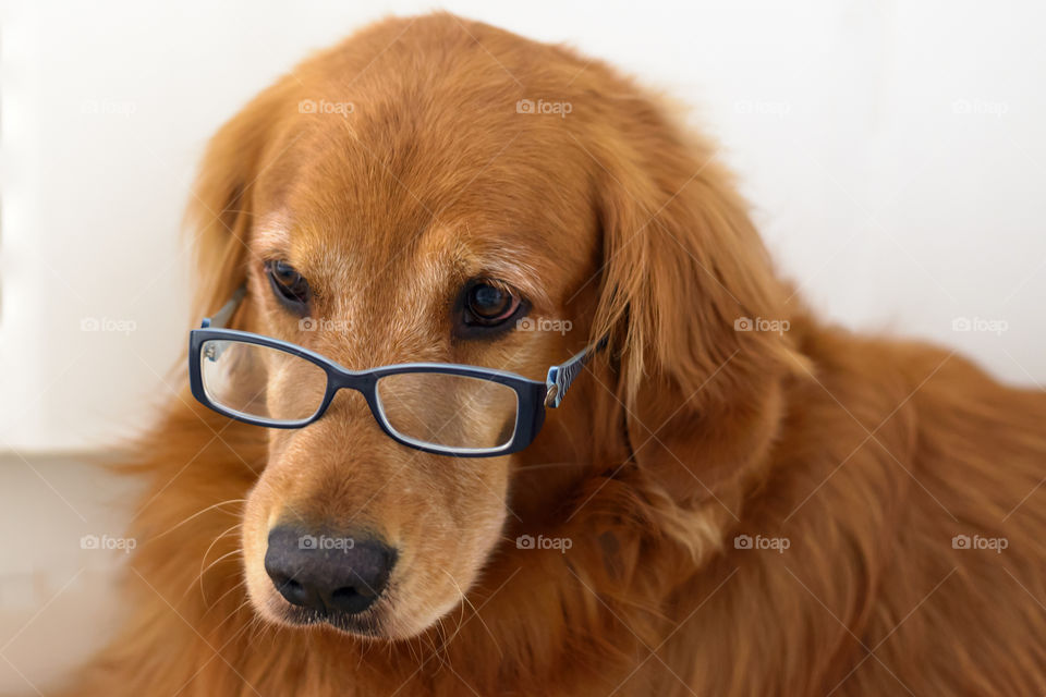 Portrait of a dog wearing eye glasses
