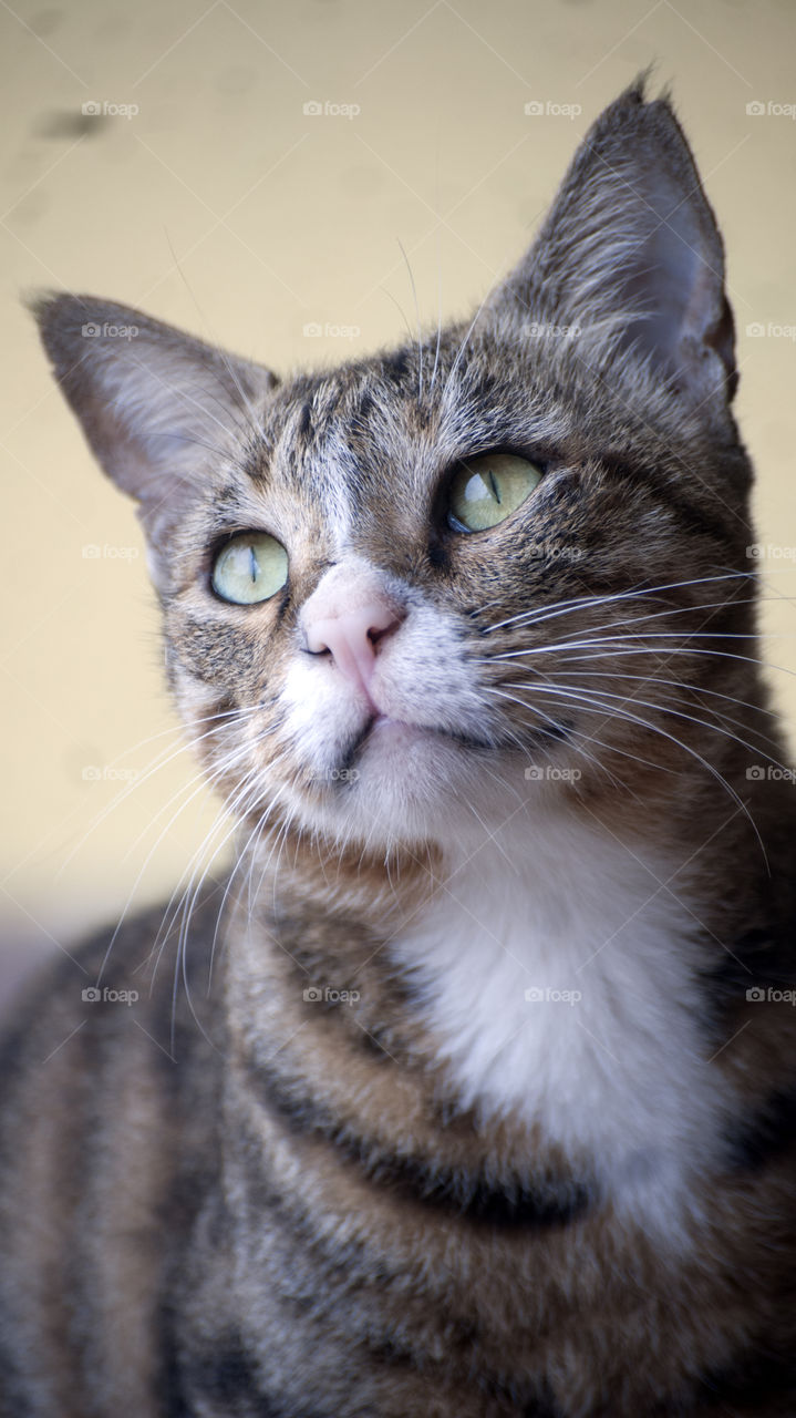 The innocence never dies in the eyes of the animals.