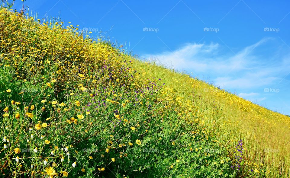 Wild flowers on a hill