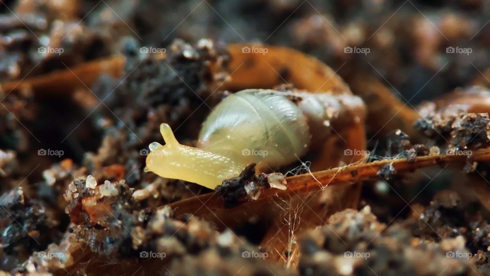 Land snail