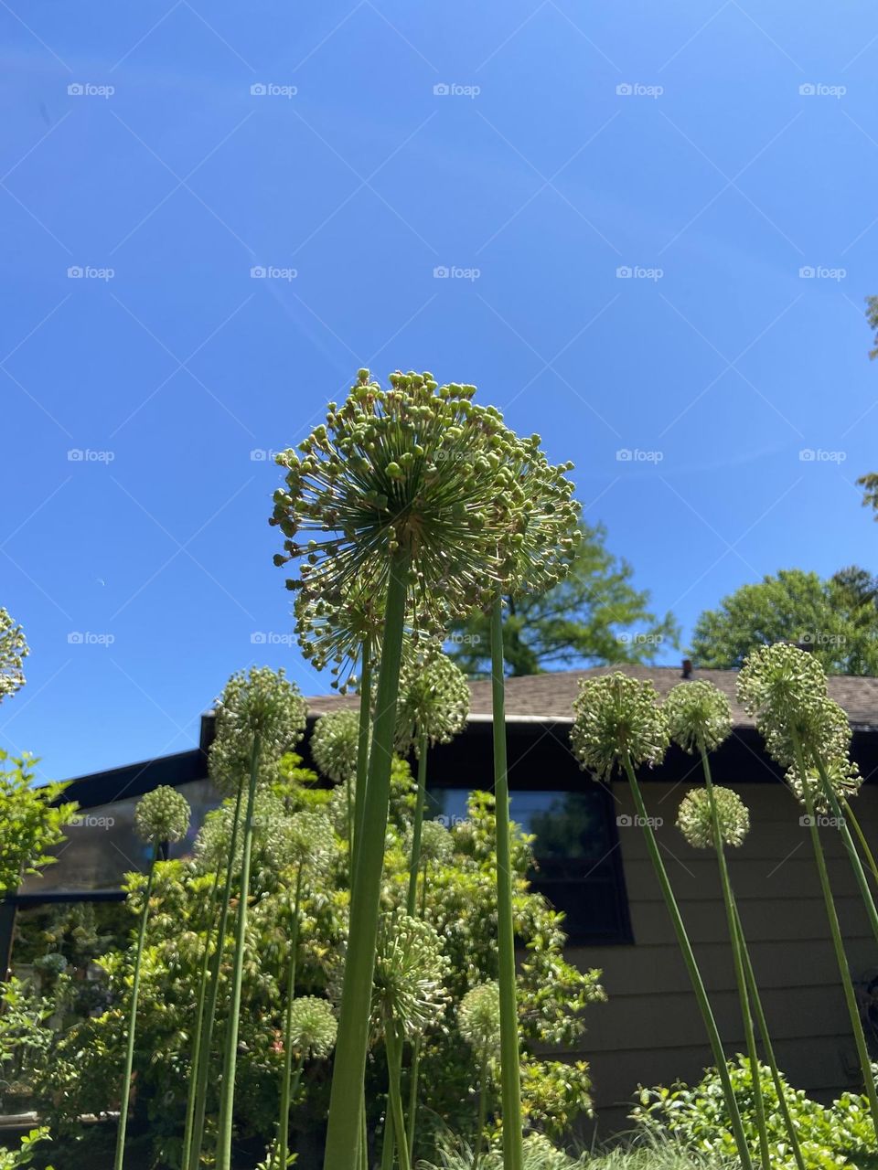A photo of ornamental onion plants outside the horticultural center of Deep Cut Gardens in Middletown, NJ. I shot them from the ground looking up so they appear taller than they actually are, like towering trees.