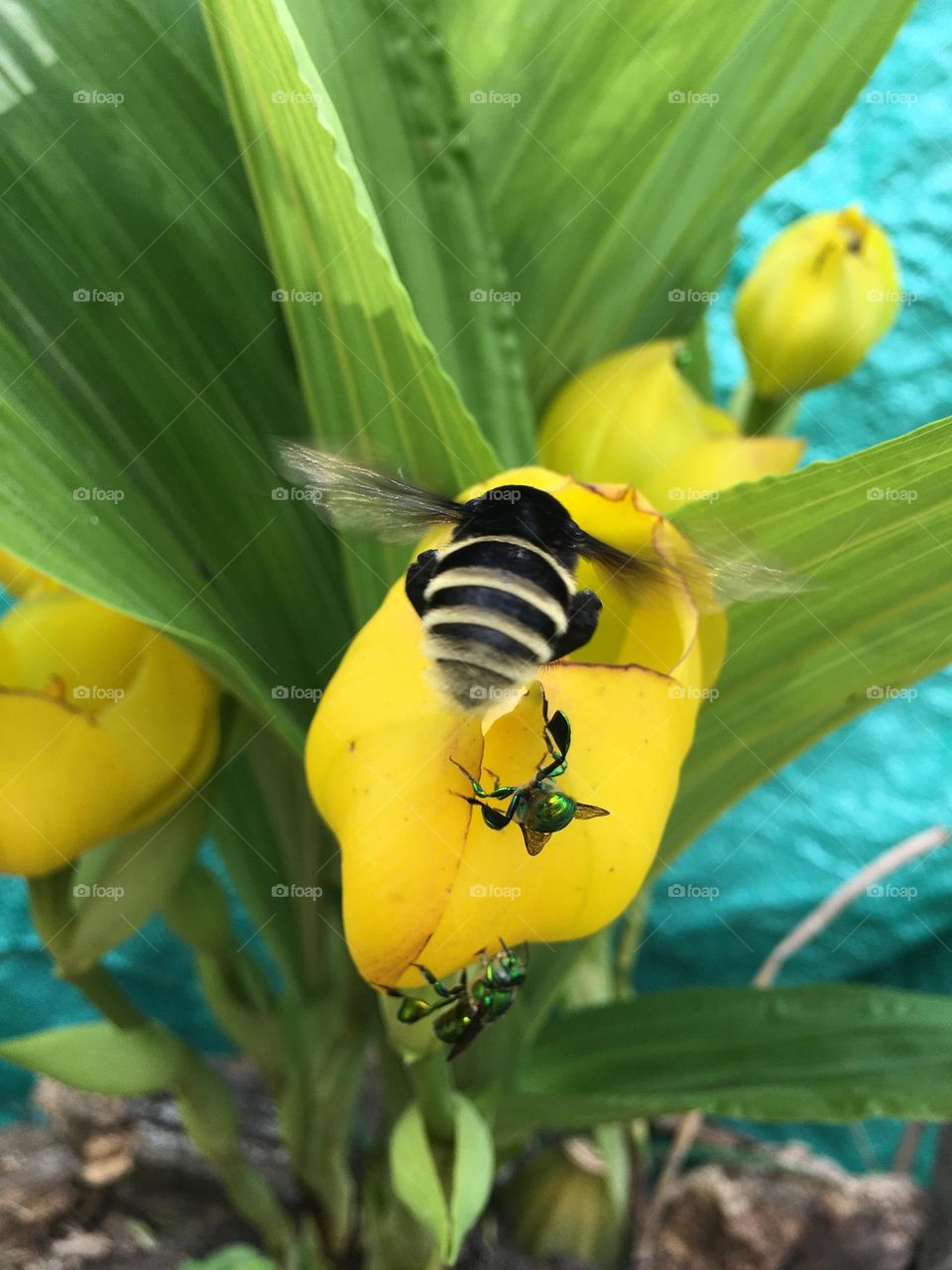 Bee, flower