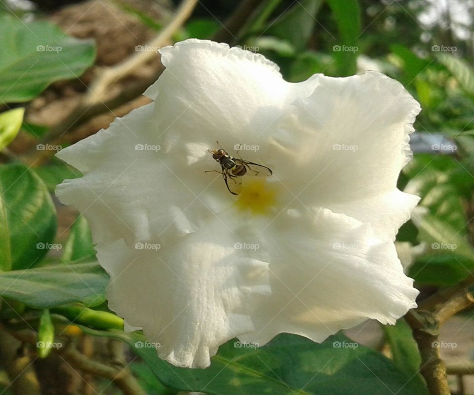 Beautiful white flower with a kind of bee and little yellow spot in the centre