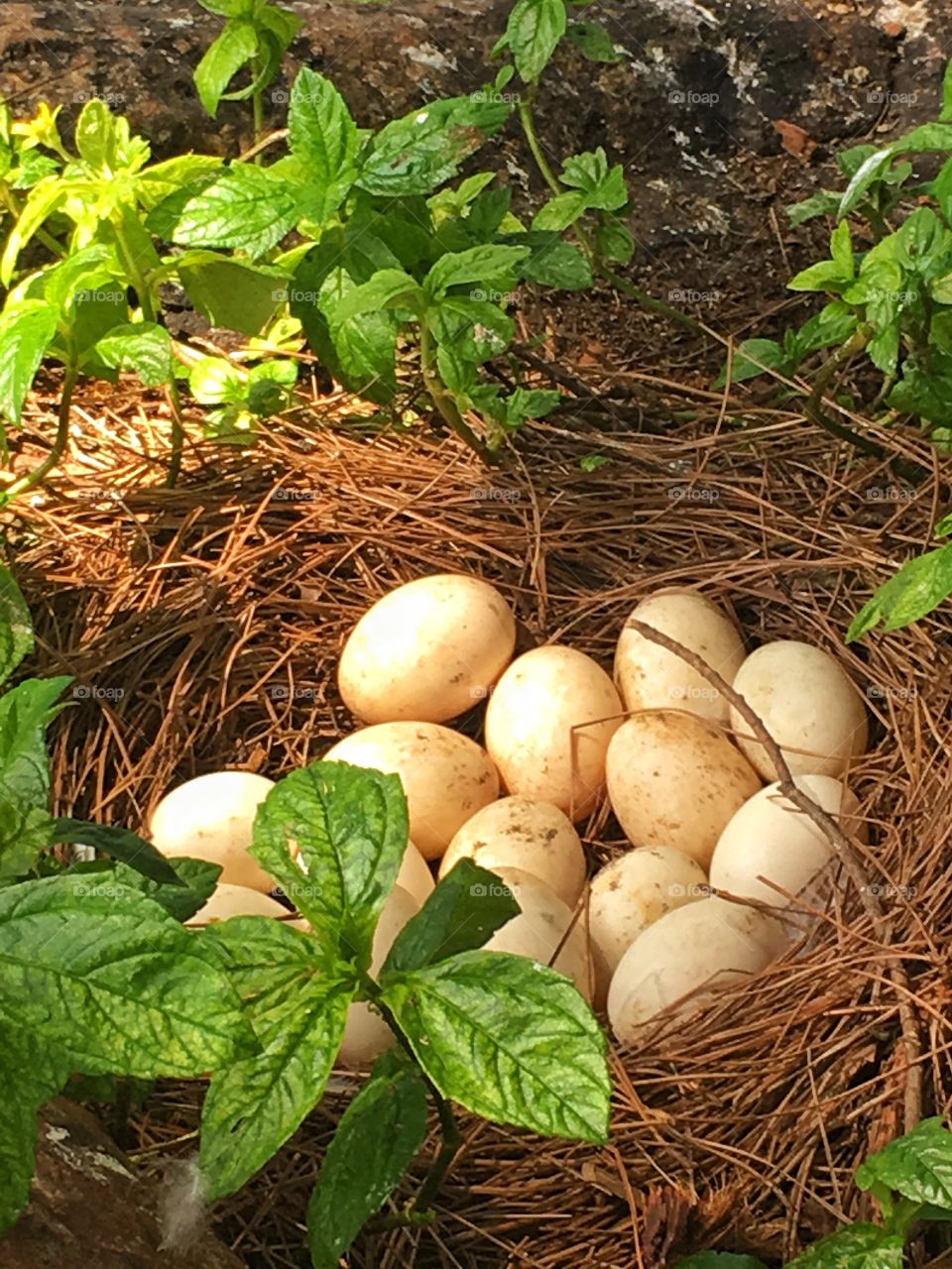 Swan eggs