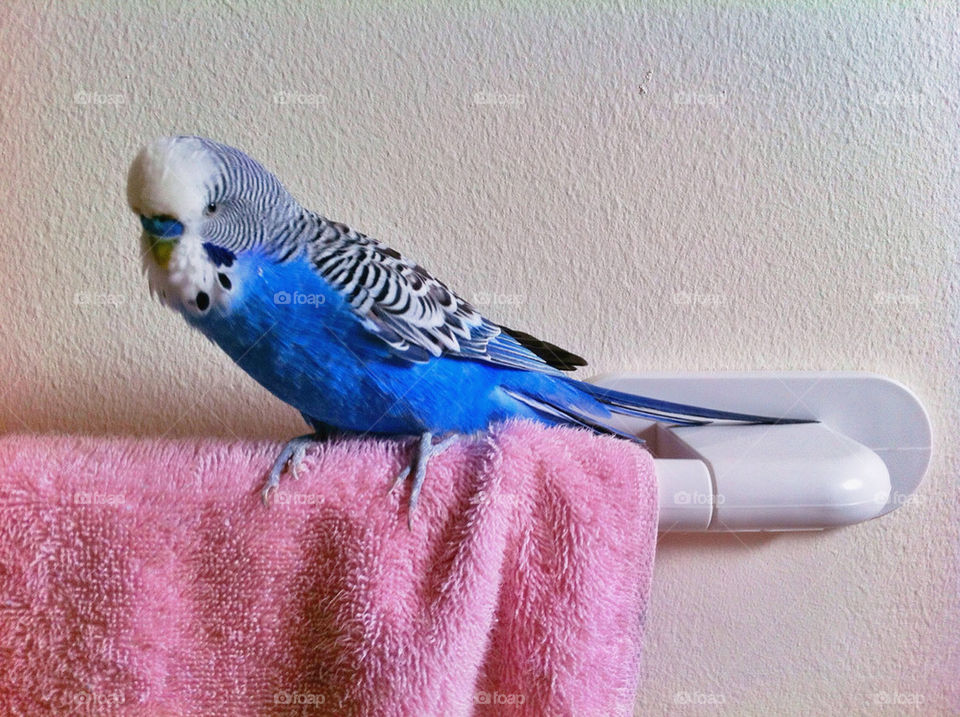 Blue Budgie