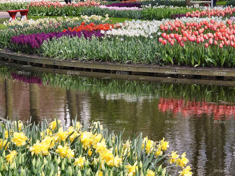 Flower reflection 