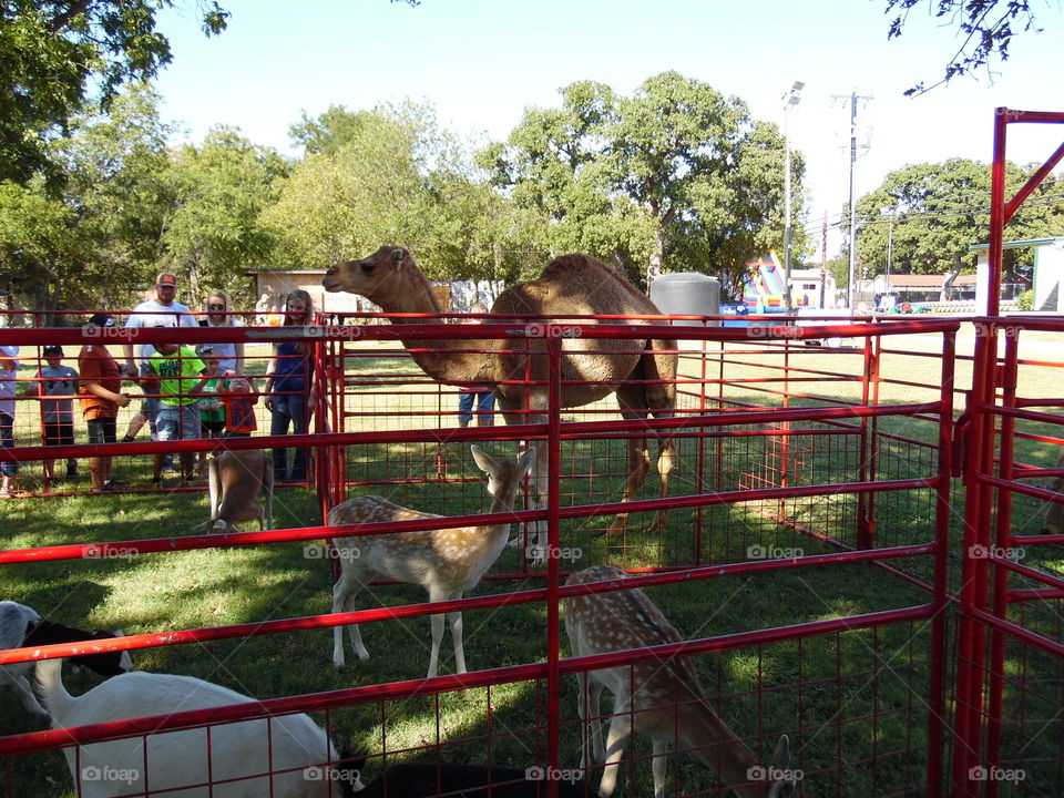 petting zoo 2. This was a featured attraction at the Oct festival 2015 in Graham Texas.