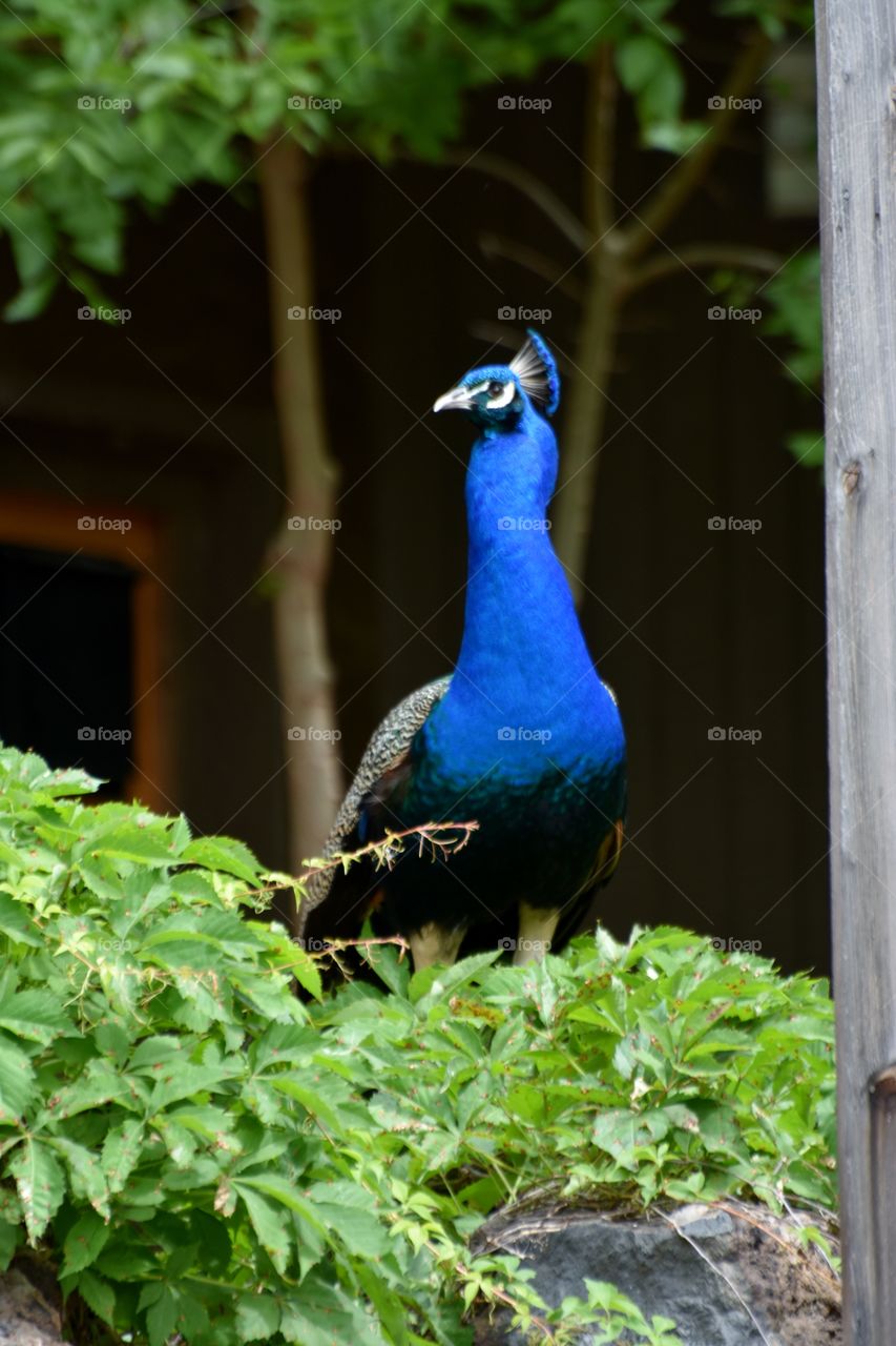 Close-up of a peacock