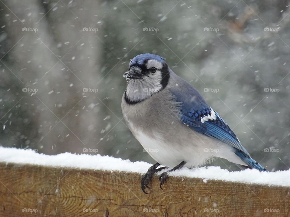Bird in snow 