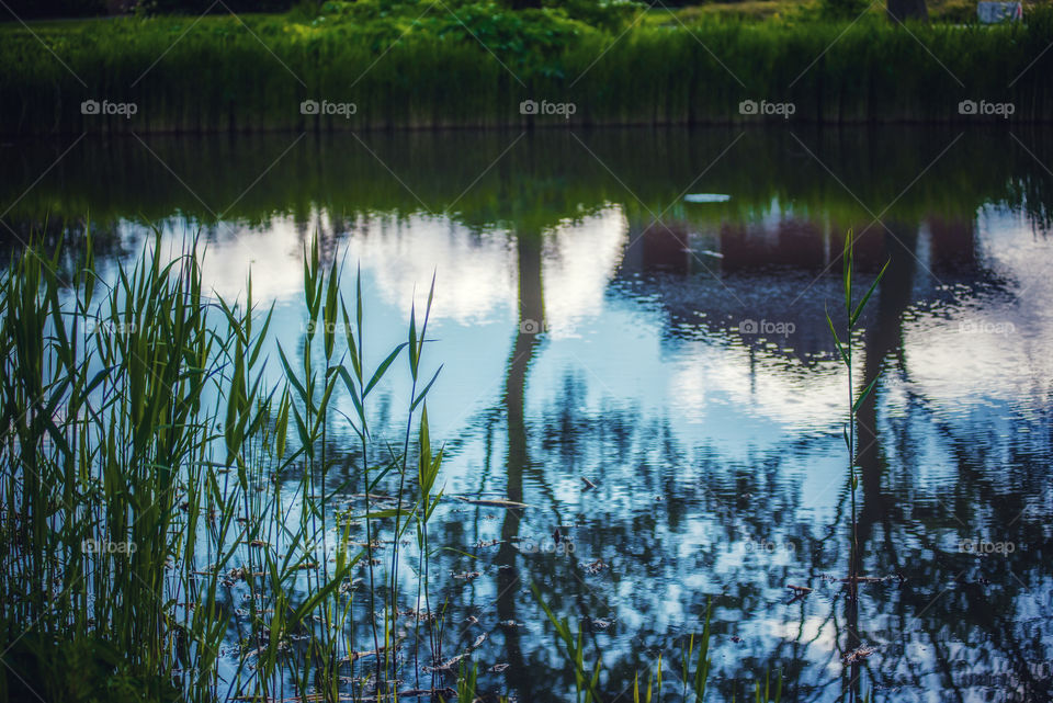 Reflection in a pond