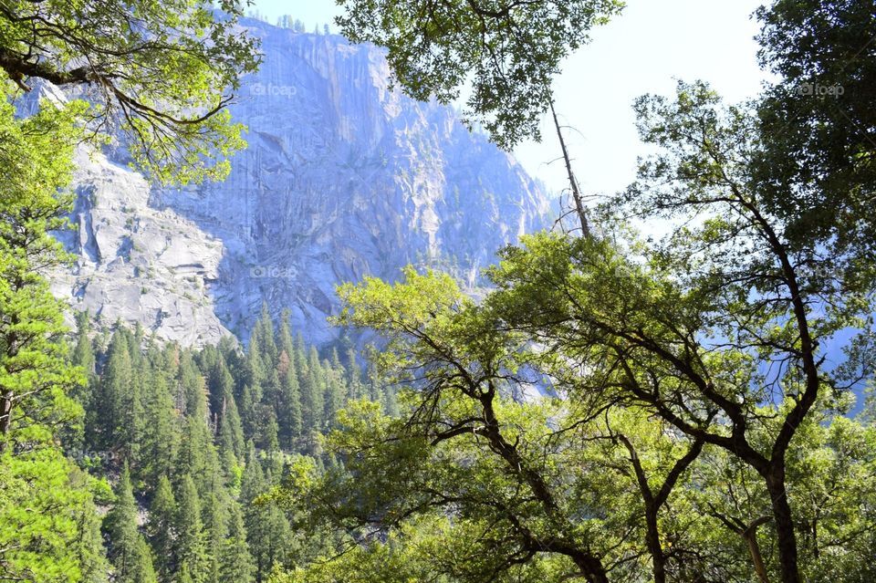 Yosemite  national park 