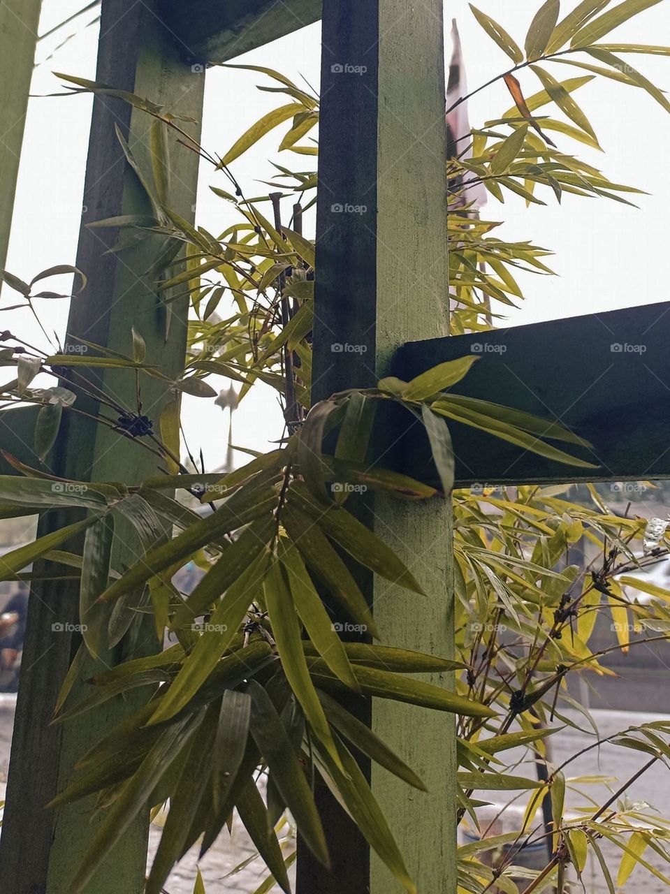 Close-up of leaves starting to turn yellow in autumn around a wooden fence