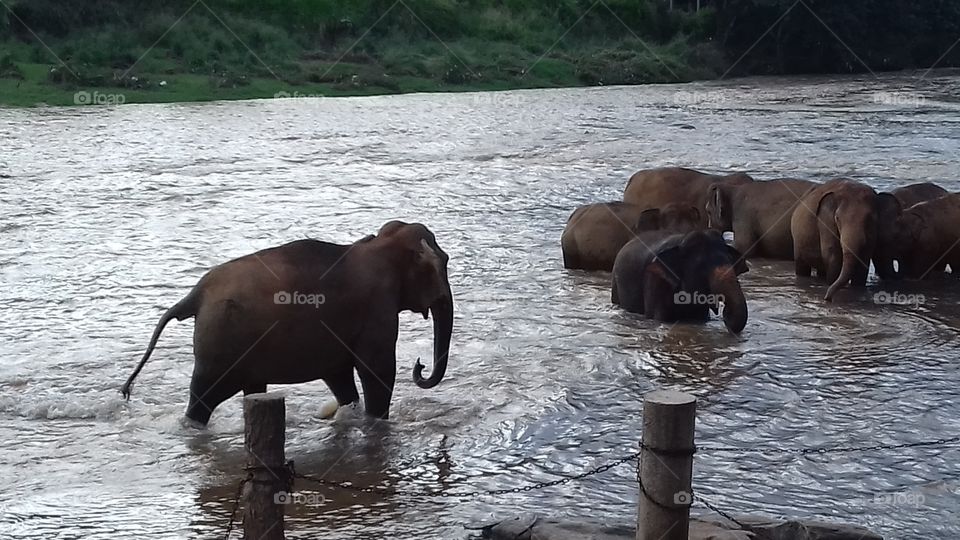 Riverside elephant