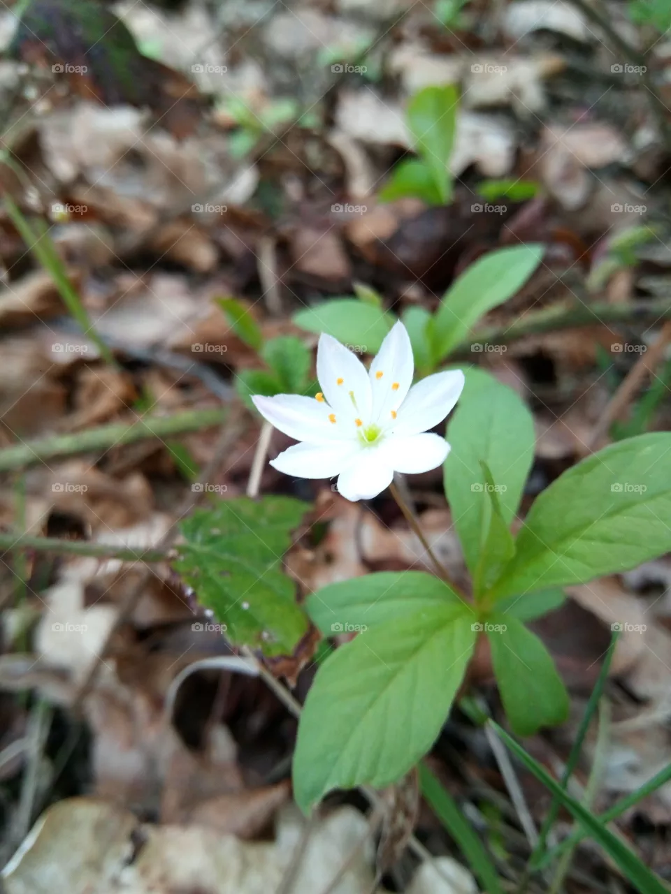 flower