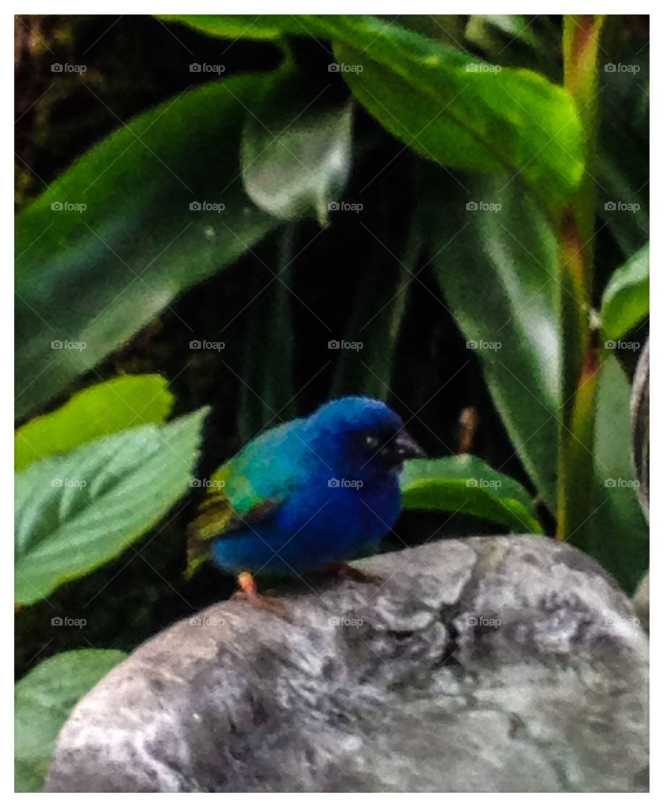 Tricolored Parrot Finch
