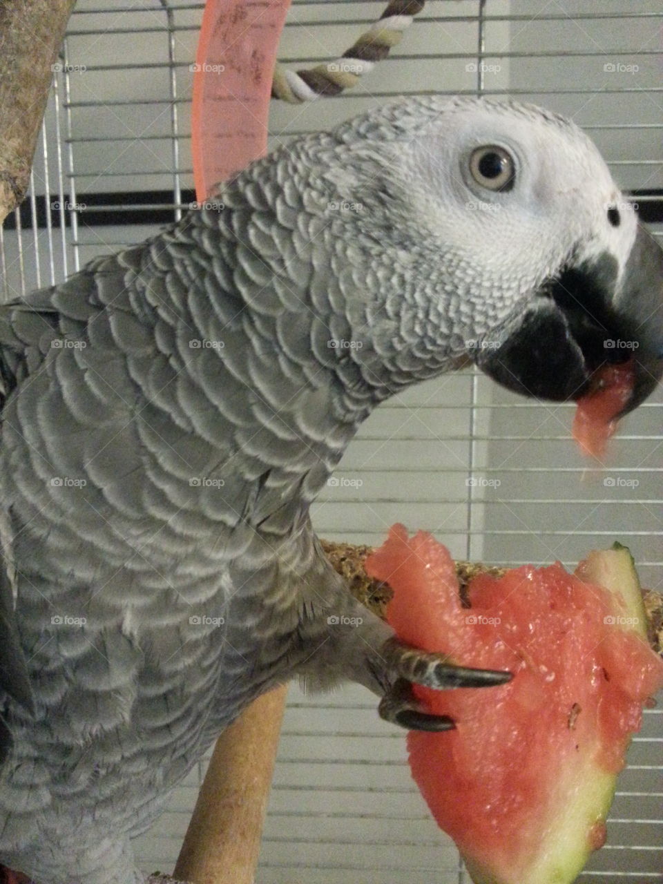 african grey parrot eating watermelon