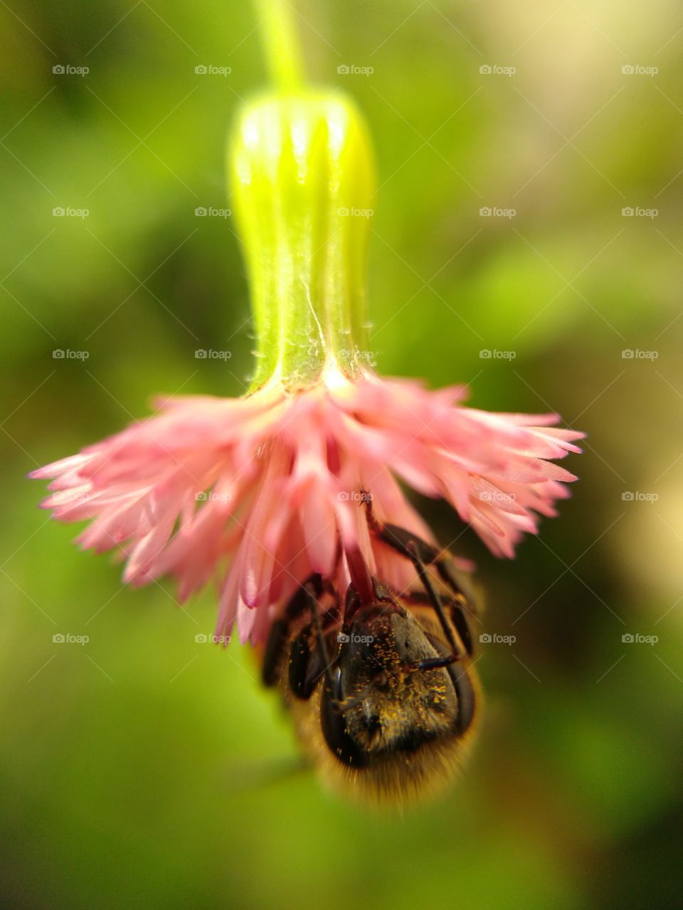 Bee Flower